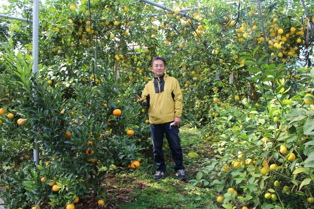 山梨県産レモンに注目 Nosai山梨 山梨県産レモンに注目 Nosai山梨