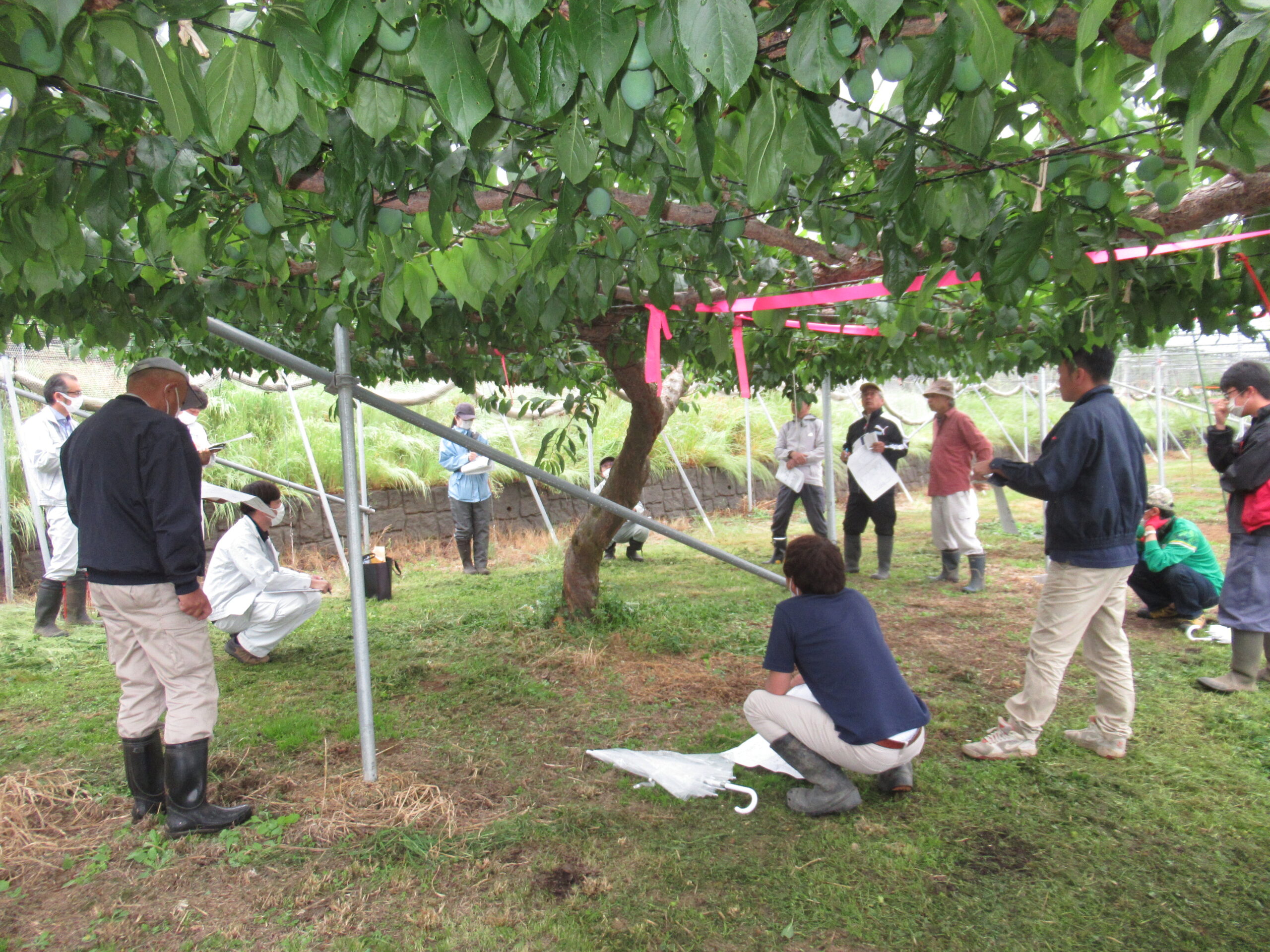 スモモの県内巡回研修に参加しました。｜NOSAI山梨
